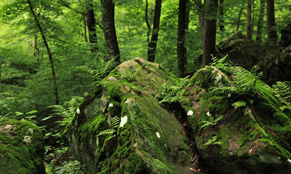 BeallWoods ferns and moss on rocks