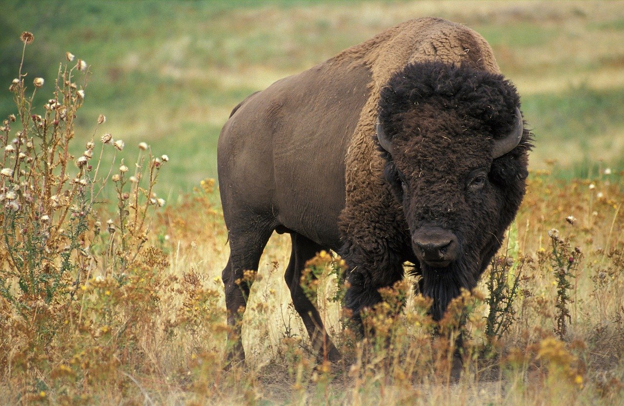 Bison in autumn